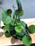 LIMITED Hoya Obovata Hoya Wax Plant House Plant Vine Plant Indoor Plant Gift Easy Care Plant