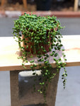 String of Pearls 6” Pot