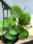 LIMITED Hoya Obovata Hoya Wax Plant House Plant Vine Plant Indoor Plant Gift Easy Care Plant