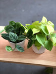 Benefit Pothos Sets