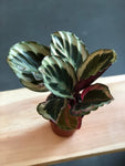 Calathea Medalion