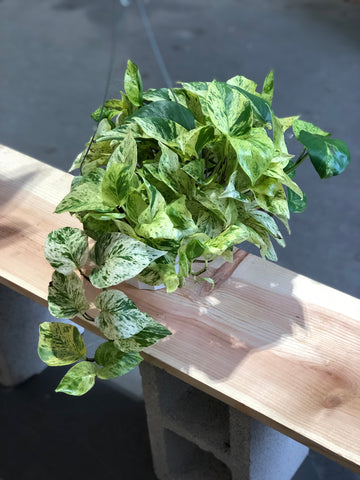 Marble Queen Pothos - Medium Size 6” pot