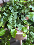 English Ivy