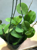 LIMITED Hoya Obovata Hoya Wax Plant House Plant Vine Plant Indoor Plant Gift Easy Care Plant