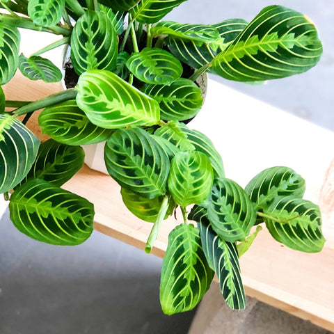 Maranta Lemon Lime Green Prayer Plant -Medium size (6” pot)