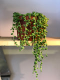 String of Pearls 6” Pot