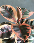 Ficus Elastica Ruby Tree (Rubber Tree) 6” pot