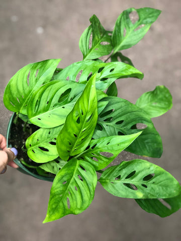 Awesome Monstera Adansonni / Swiss Cheese /Vine plants