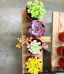 Assorted Medium Succulents Pack