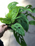 Awesome Monstera Adansonni / Swiss Cheese /Vine plants