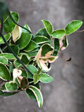 Variegated Hoya Carnosa "tricolor" -Krimson queen