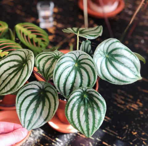 Watermelon Peperomia