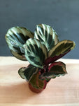 Calathea Medalion