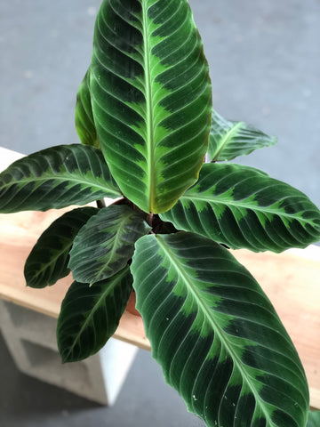 Calathea Warscewiczii 6" Pot